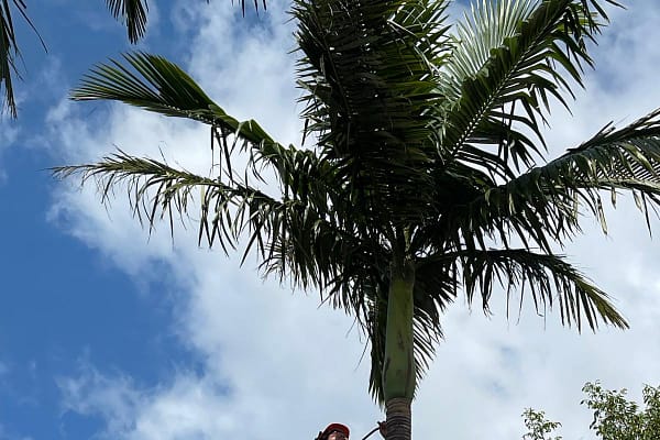 Angry Ant Tree Services for expert palm tree removal