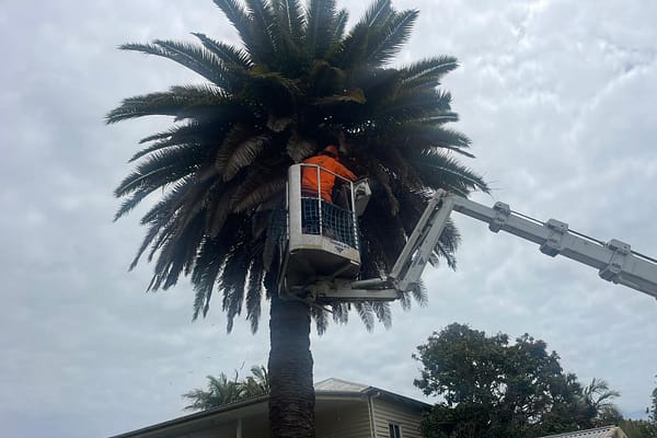 Angry Ant Tree Services specializes in palm tree removal and trimming