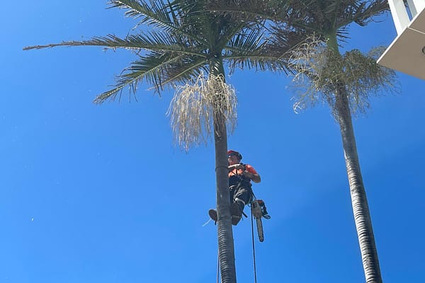Angry Ant Tree Services specializes in palm tree removal and trimming