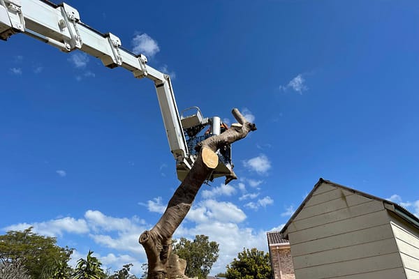 Equipment at work with Angry Ant Tree Services