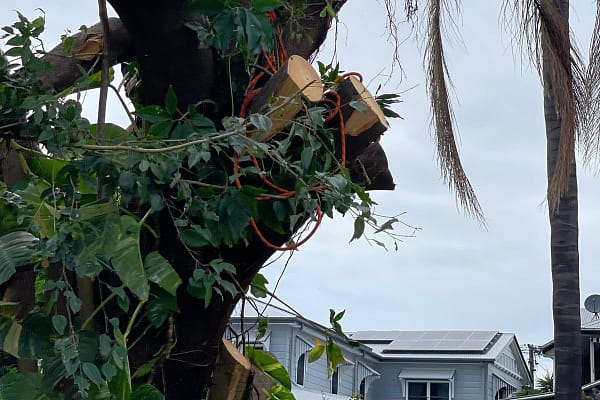 branch removal by Angry Ant Team Services