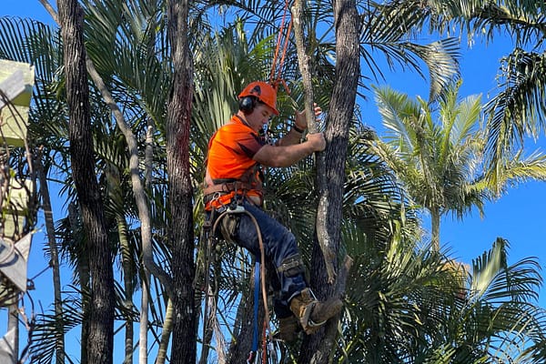 expert branch removal