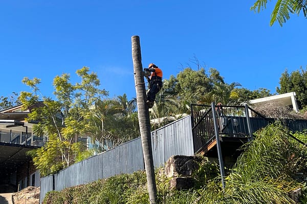 expert palm tree removal