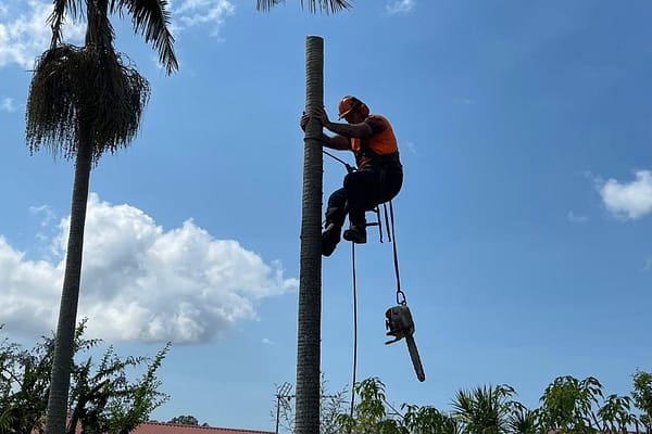 professional palm tree pruning and removal