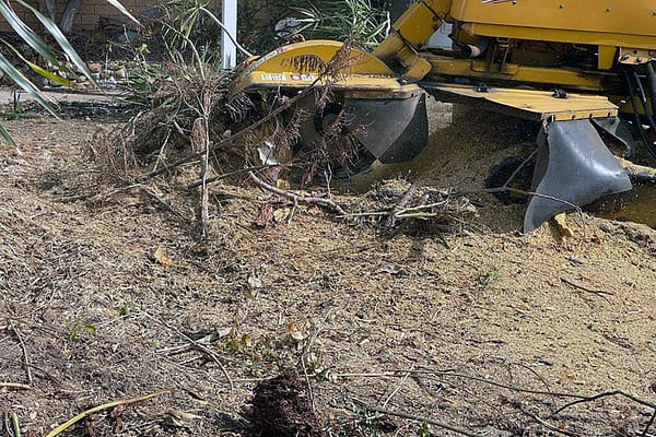 stump grinding and drilling machine by angry ant tree service