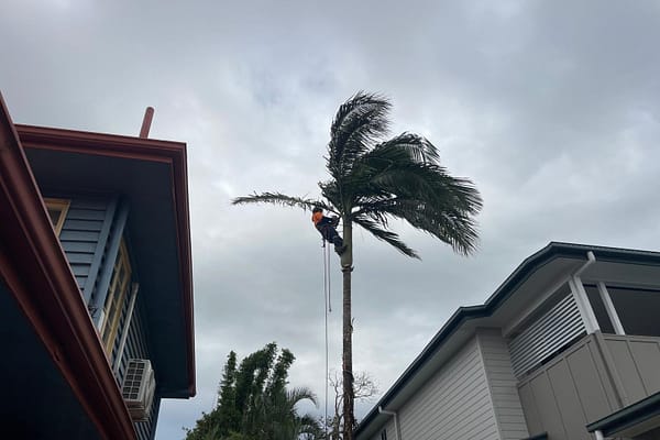 top-notch palm tree pruning and removal