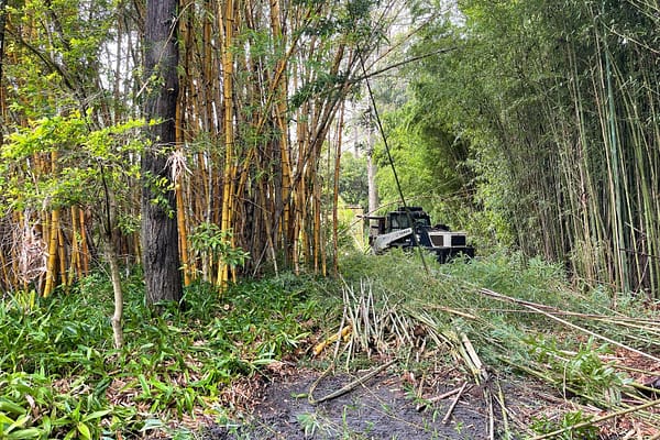 Bamboo removal process and service