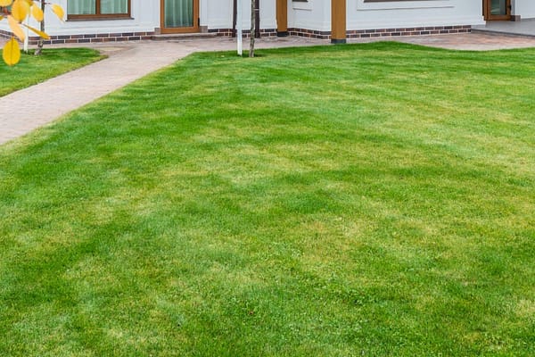 Empty backyard
