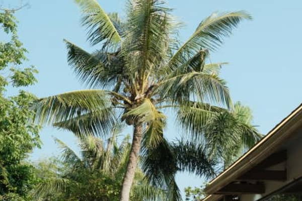 Palm Tree Removal AU