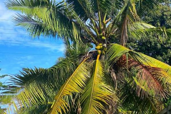 Palm Tree Removal Caboolture