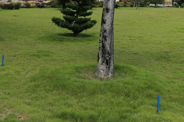Trees and Shrubs in a garden
