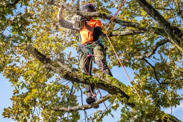 tree removal process with Angry Ant