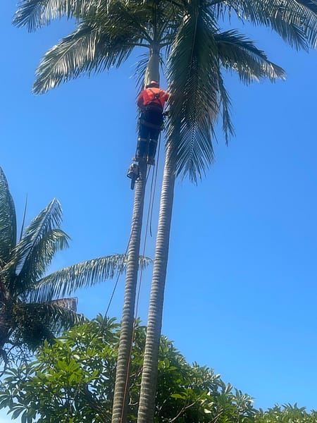For professional palm tree pruning and removal