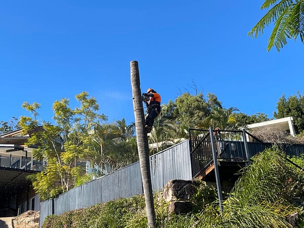 expert palm tree removal