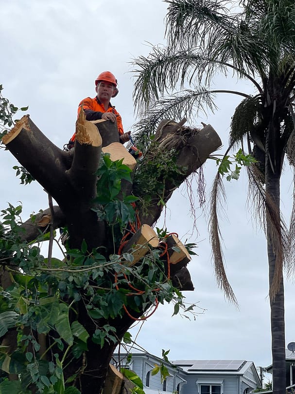 branch removal by Angry Ant Team Services