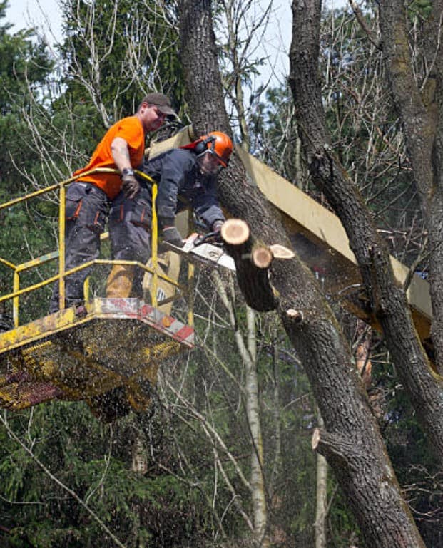 tree removal with using a lift