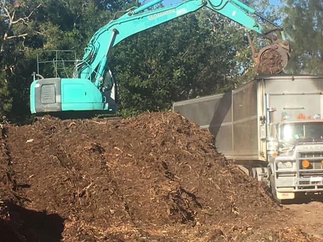 forest mulch at Angry Ant Services