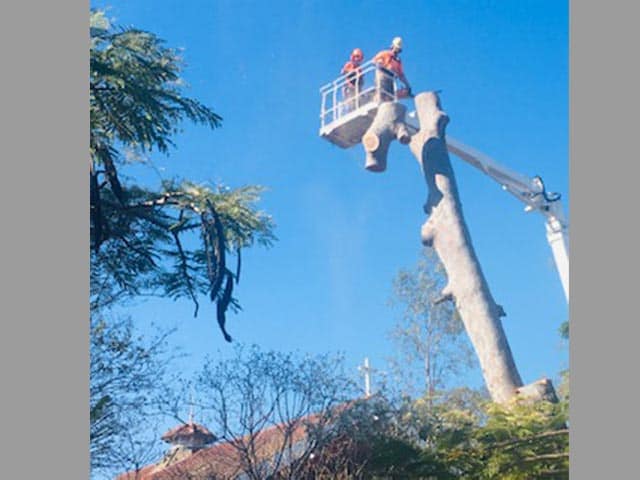 Angry Ant Tree Services at work