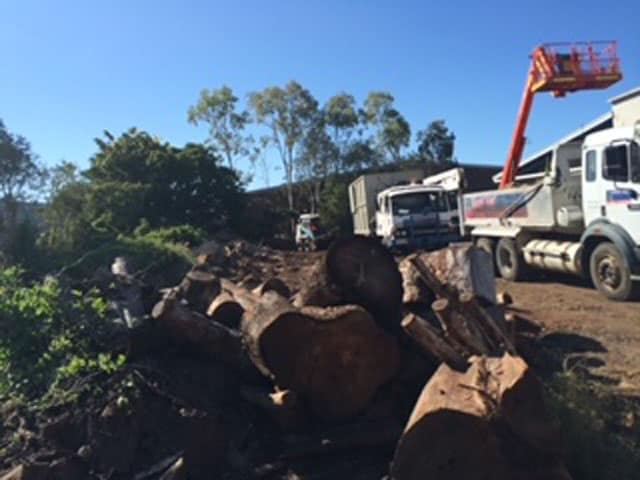 images from Angry Ant Tree Services