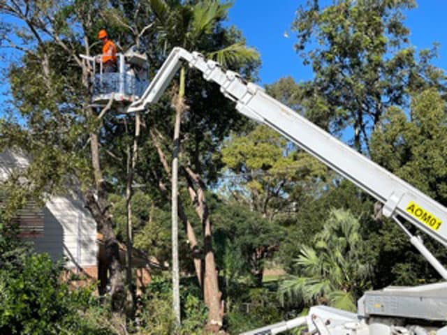 images from angry ant services