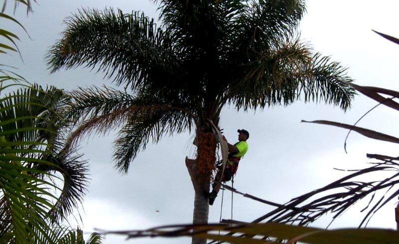 tree removal services