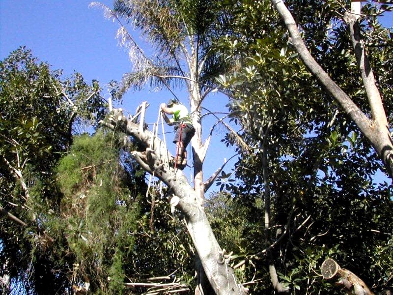 tree limbing
