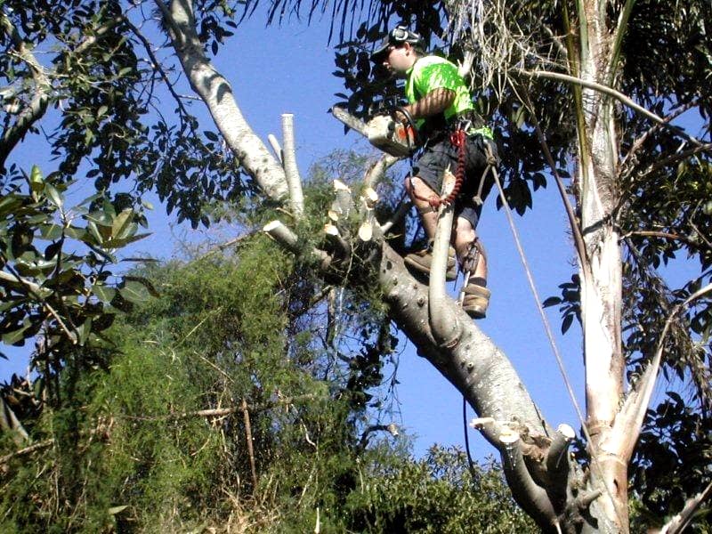 tree thinning cut