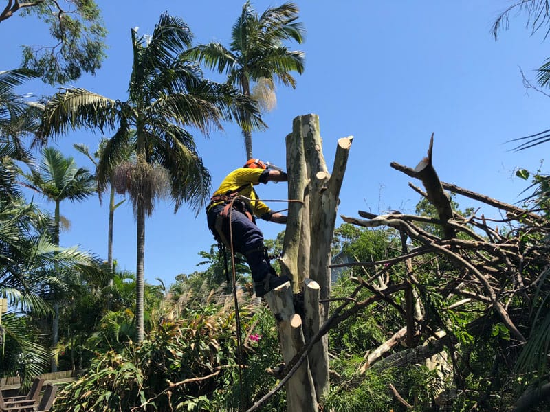 Check out our branch removal images at Angry Ant Tree Services