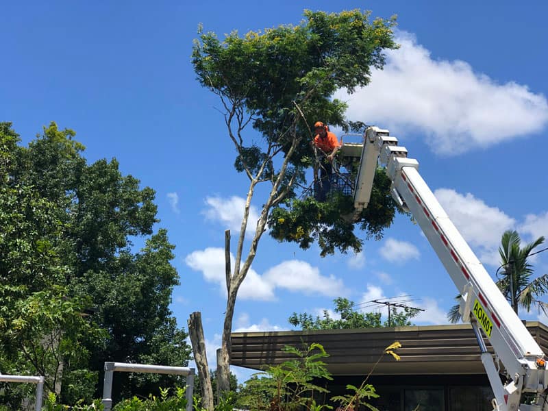 Discover branch removal images by Angry Ant Tree