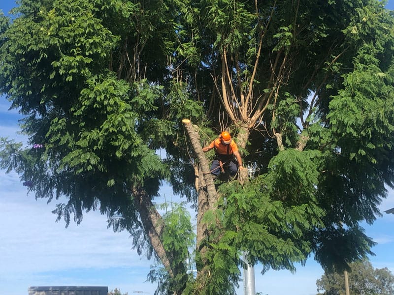 Discover expert branch removal images by Angry Ant Tree Services