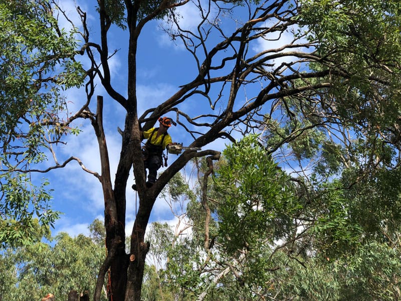 branch removal by Angry Ant Team