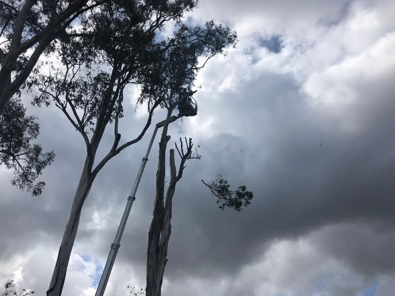 branch removal images by Angry Ant Tree Services