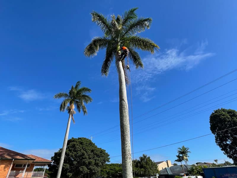 palm tree maintenance