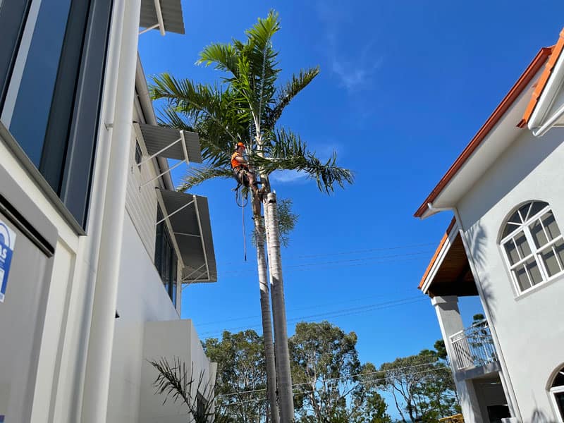 palm trees expert pruning