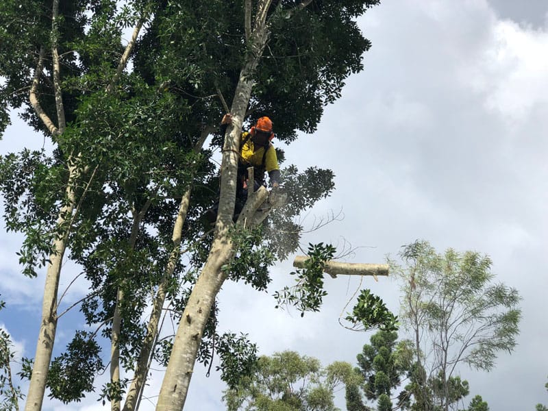 quality tree branch removal by Angry Ant Tree Services