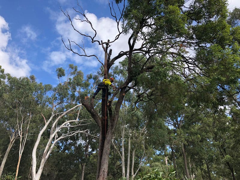 stunning branch removal images from Angry Ant Tree Services