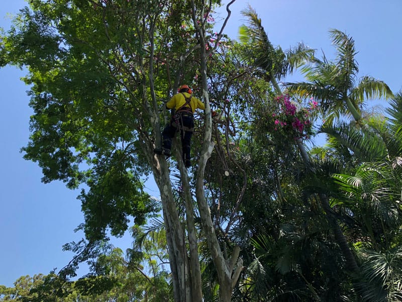 tree pruning and branch removal