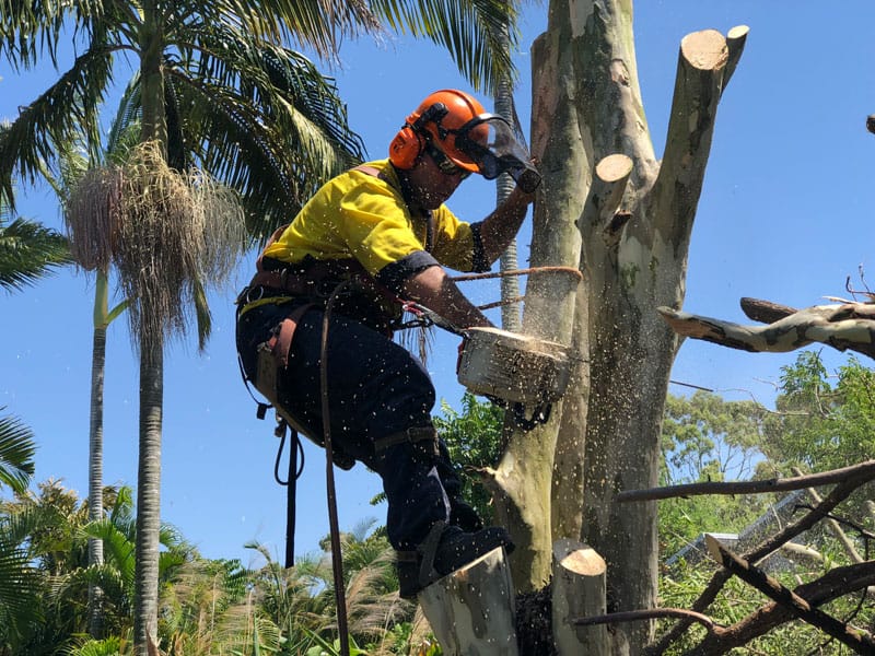 Tree lopping in Brisbane by qualified arborist using safety equipment