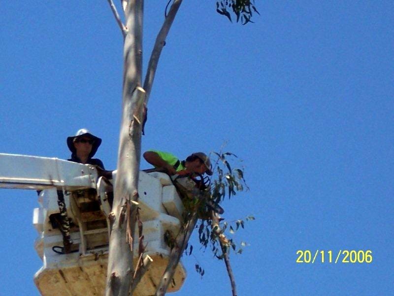 tree branch undercutting