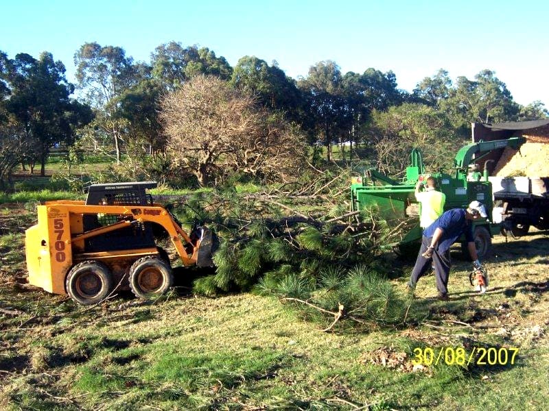 tree clear-cutting and land clearing