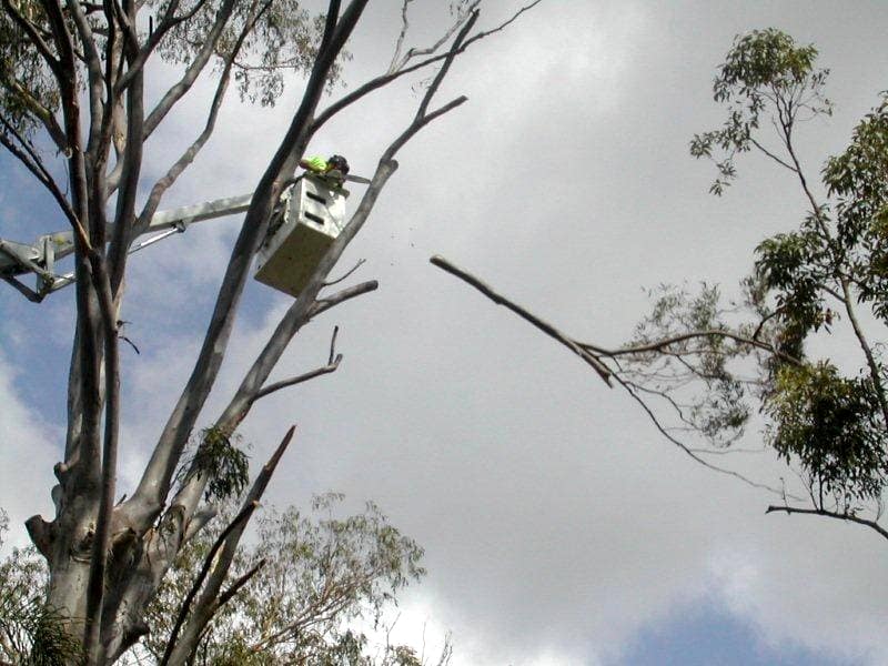 tree full branch cutting