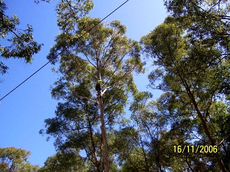 tree high branch cutting