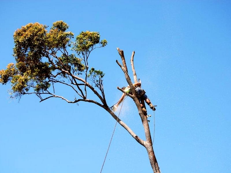 tree pruning