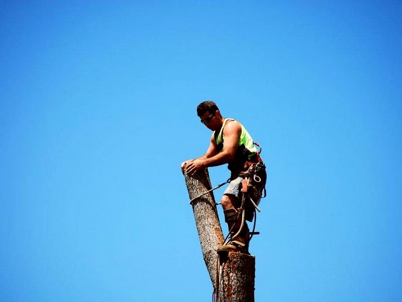 tree topping