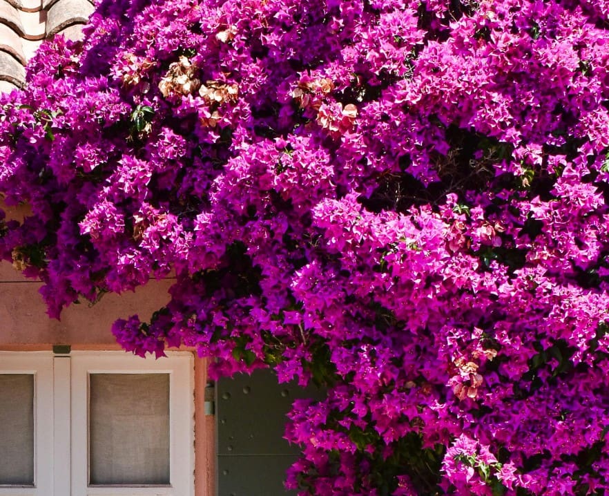 Vibrant Bougainvillea