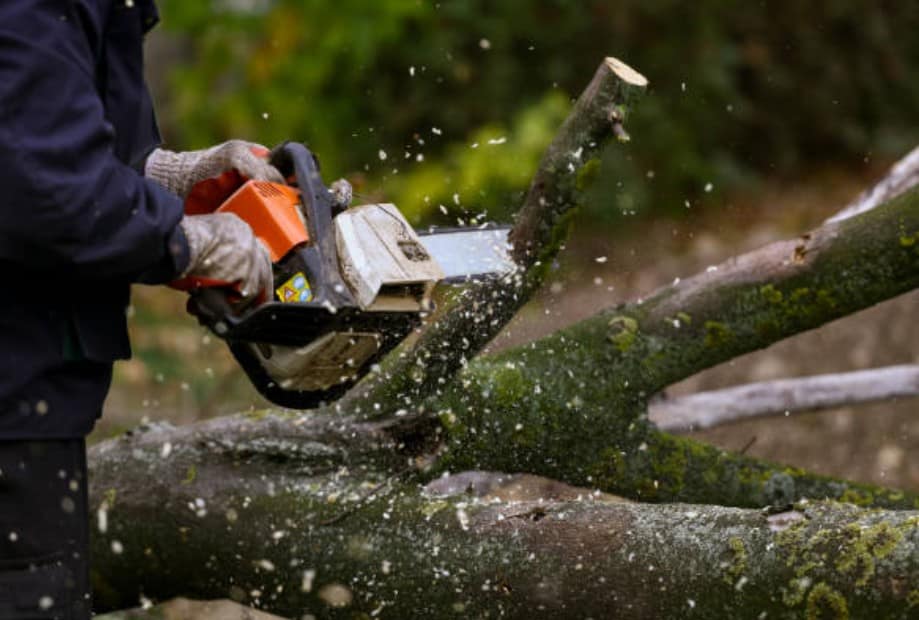 tree cutting with chainsaw
