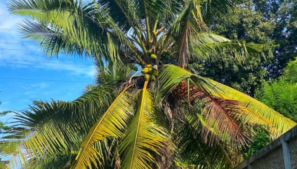 Palm Tree Removal Caboolture